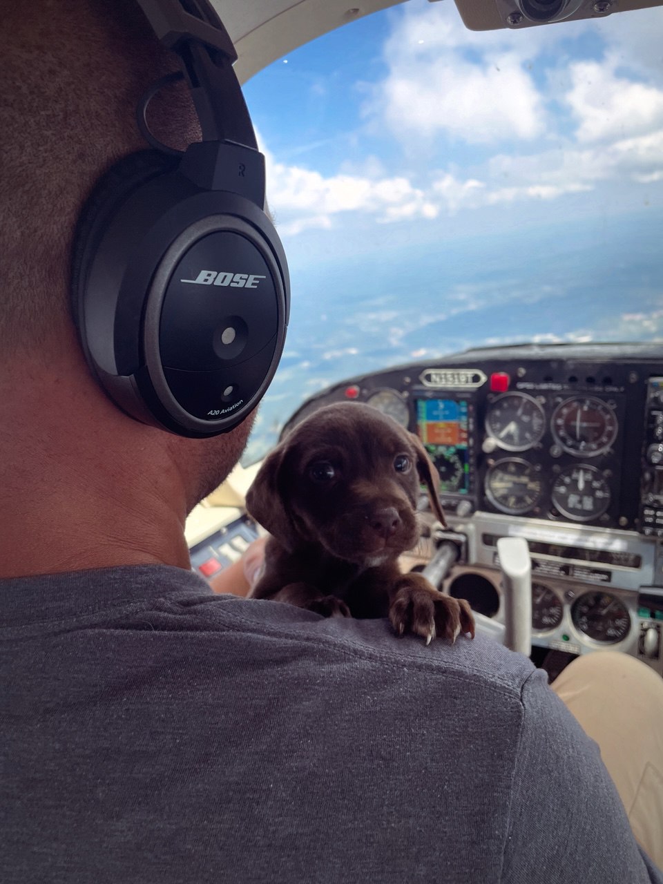 Chocolate lab puppy looking over a pilot's shoulder in the cockpit